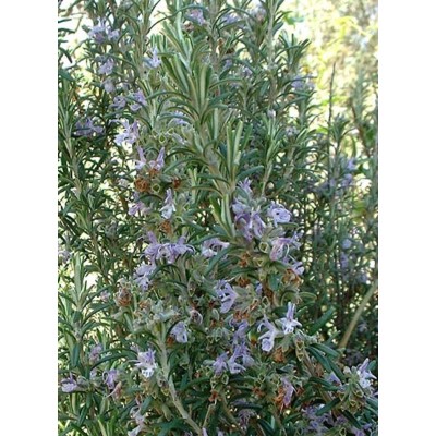 Huile essentielle Romarin officinalis