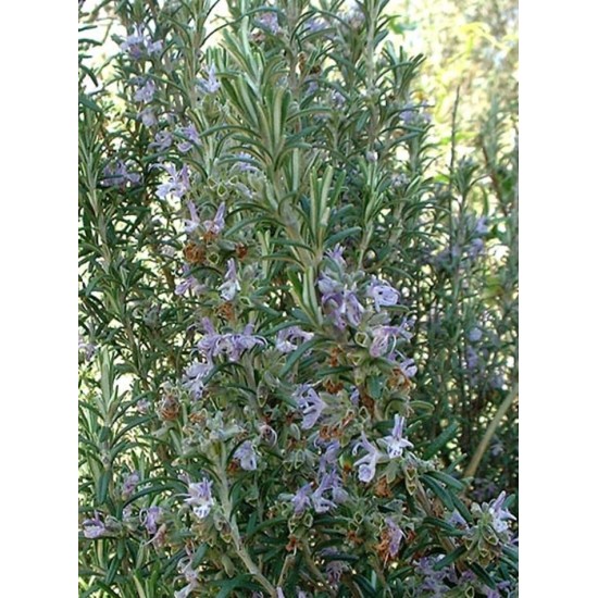 Huile essentielle Romarin officinalis