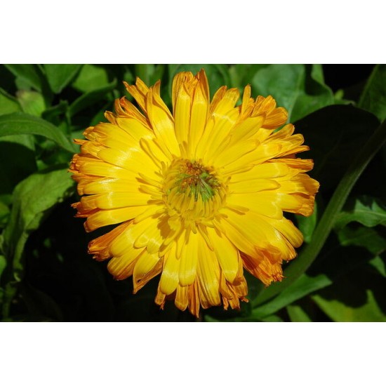 Huile essentielle Souci (calendula)