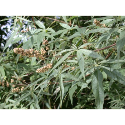 Gatillier (agnus castus)