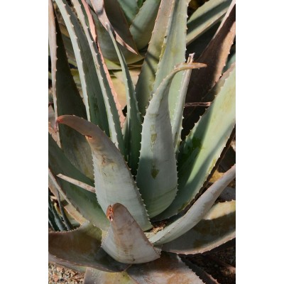 Huile d'aloe vera