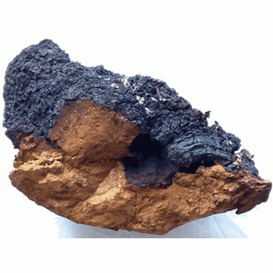 Chaga