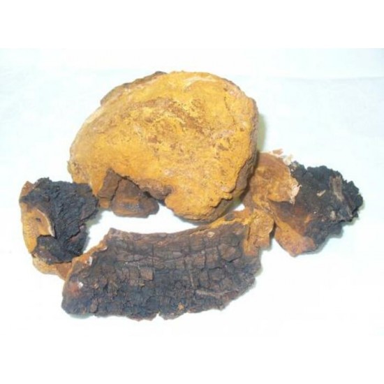 Chaga