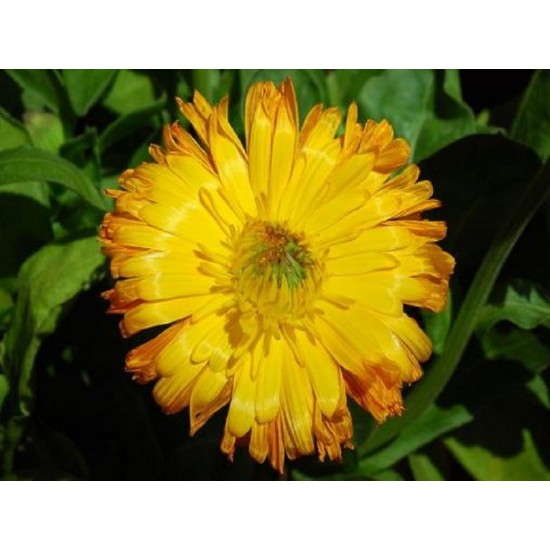 Huile de calendula (souci)