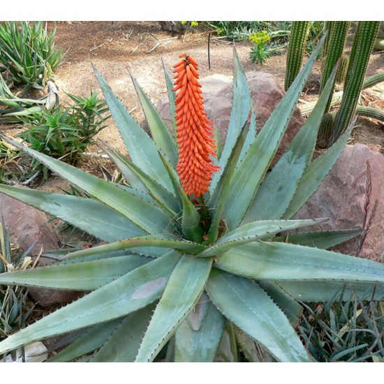 Aloes Noir  (cape)