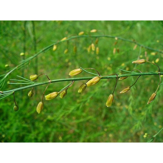 Asperge