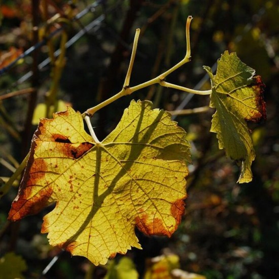 Vigne rouge