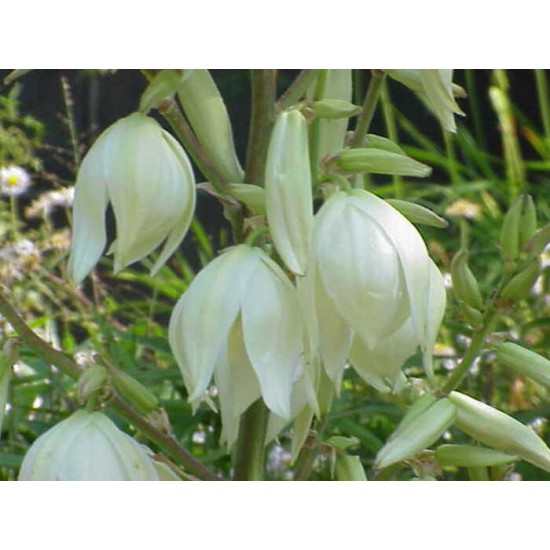 Yucca