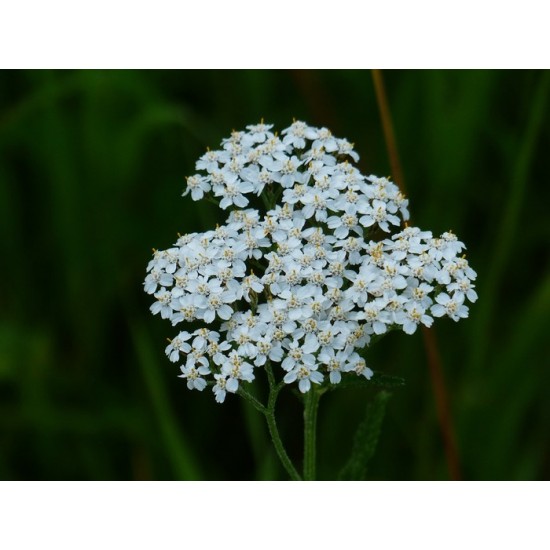 Achillé millefeuille (bio)