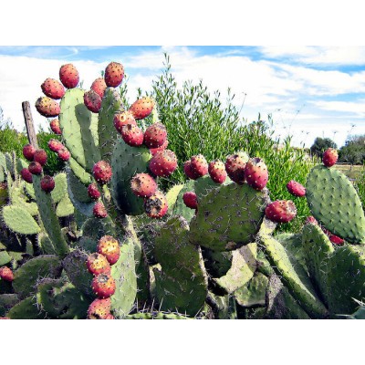 Nopal cactus