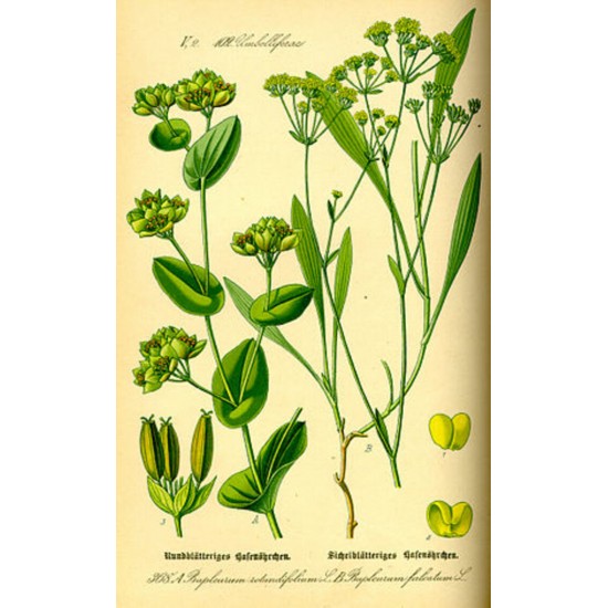 Bupleurum 