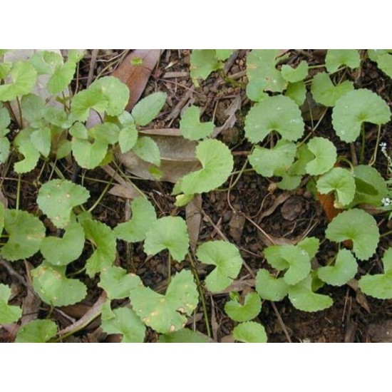 Centella