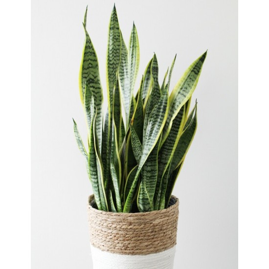 Sansevieria format 10 pouce