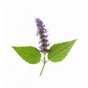 Patchouli