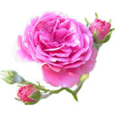 Eau de Rose  