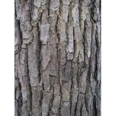 Bois de Hô