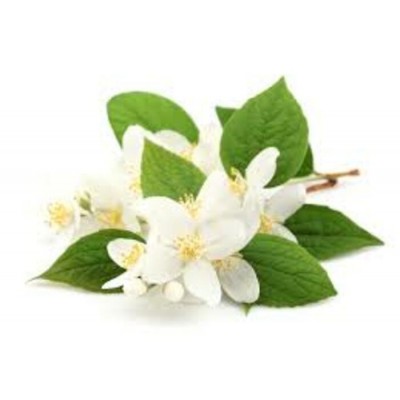Jasmin absolu (10%)