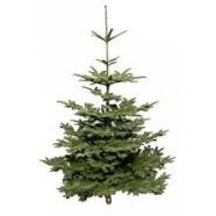 sapin Baumier
