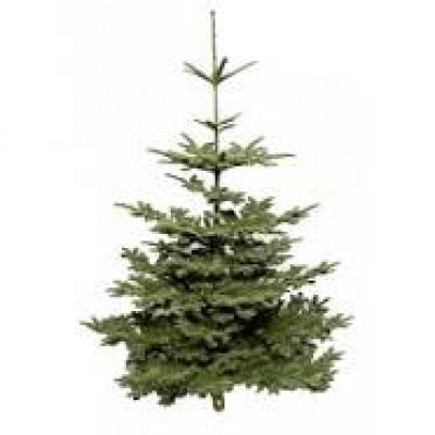 sapin Baumier