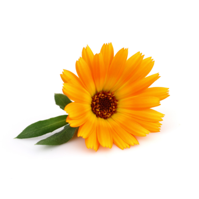 Calendula Bio