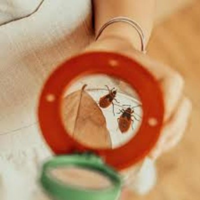 Boîte à insectes 