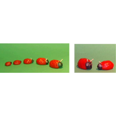 Cire d'abeille à modeler Stockmar, 6 couleurs