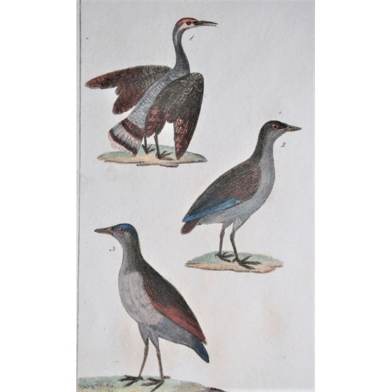 Gravure d’oiseaux ancienne colorée à la main Tav. 109