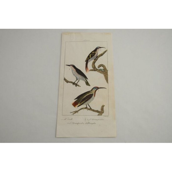 Gravure d’oiseaux ancienne colorée à la main Tav. 68