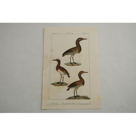 Gravure d’oiseaux ancienne colorée à la main Tav. 99
