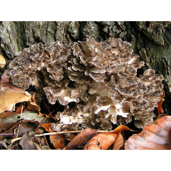 Maitaké bio (champignons)