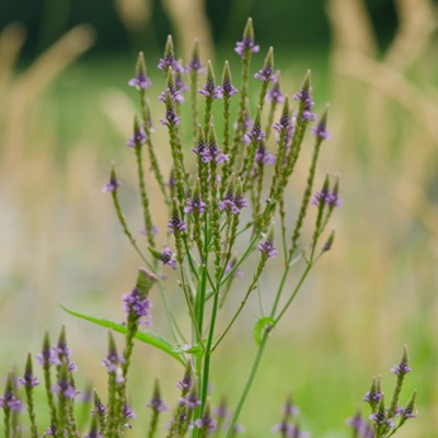 Verveine bleue Verveine bleue
