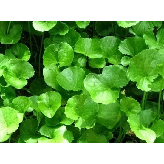 Gotu Kola