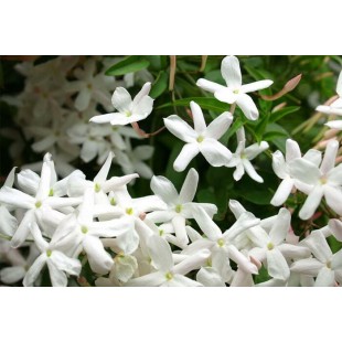 Jasmin (fleurs)