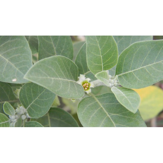 Ashwagandha bio (racines)