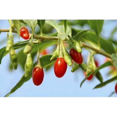 Goji (baies)