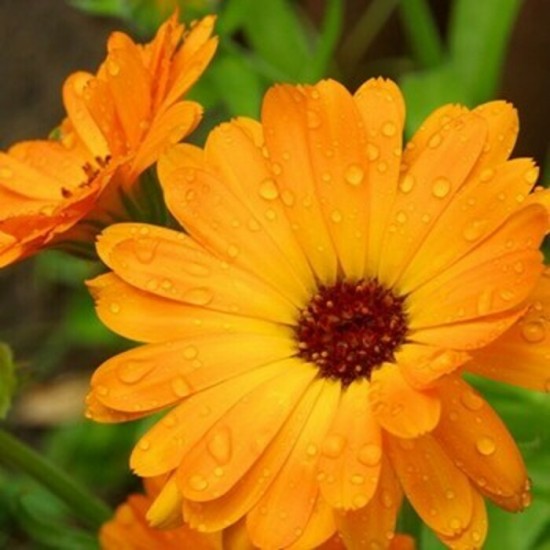 Calendule bio (fleurs)