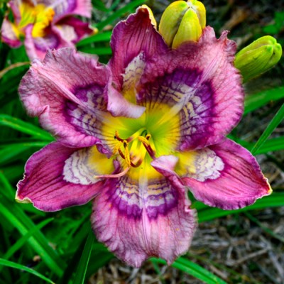 LIMITLESS