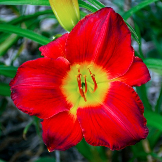 SCARLET ORBIT