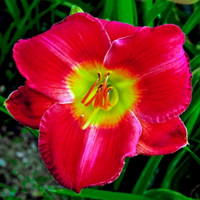 SCARLET ORBIT