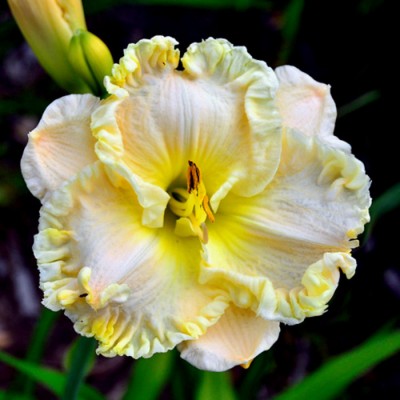 ALPINE RUFFLES