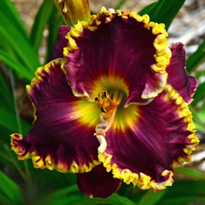 BELLA NOTE