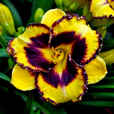 BIJOU EN AMBRE
