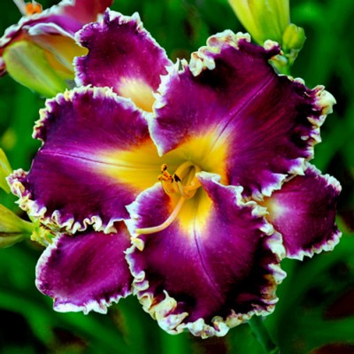 BRIAR PATCH 