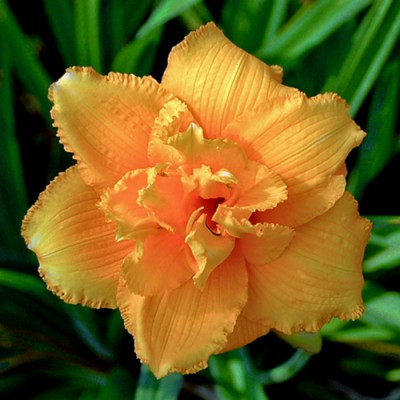 CONDILLA