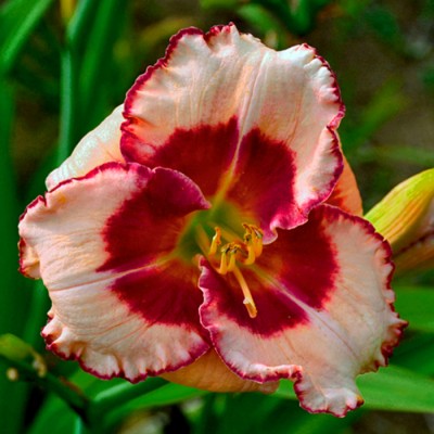 EDGED IN RED