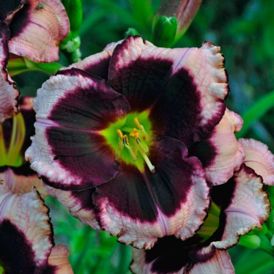 ELDERBERRY CANDY