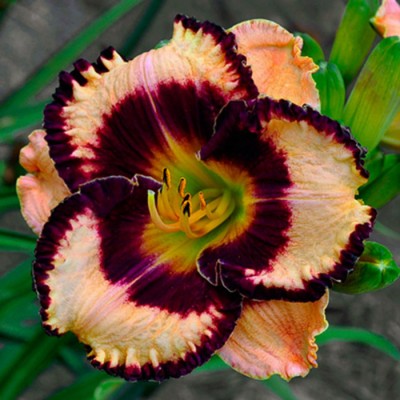 EXOTIC TREASURE