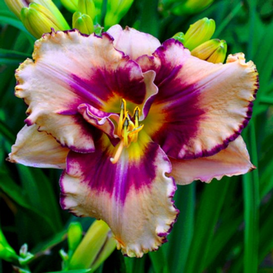 FARANDULA