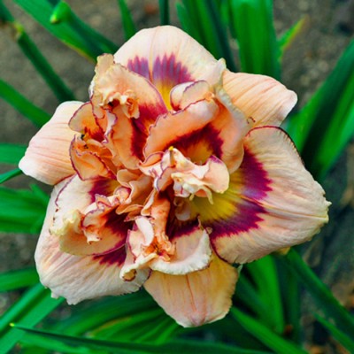 FLAMBOYANT EDGES