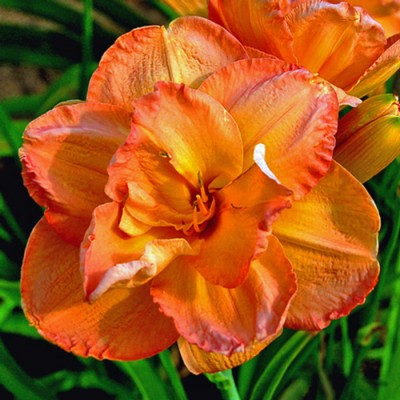 FRANCES JOINER